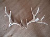Deer Antlers 002