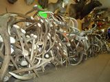 Elk Antlers 001