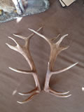 Elk Antlers 002