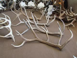 Elk Antlers 003
