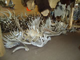 Moose Antlers 001