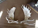 Moose Antlers 002