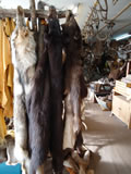 Black Bear Hides 001