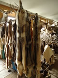 Wolf Hides 001
