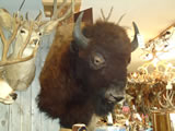 Buffalo Mount 001
