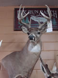 Whitetail Deer Mount 001