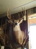 Whitetail Deer Mount 002