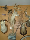 Whitetail Deer Mount 003