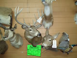 Whitetail Deer Mount 004