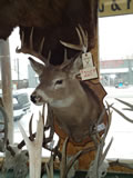 Whitetail Deer Mount 005