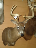 Whitetail Deer Mount 006