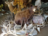 Black Bear Mount 001