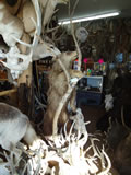 Black Bear Mount 002
