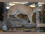Cougar Mount 001
