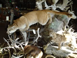 Cougar Mount 002