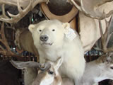 Polar Bear Mount 001