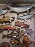 Fish Mounts 001