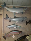 Fish Mounts 002
