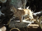 Bobcat Mount 001