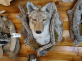Coyote Mount 001