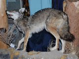 Coyote Mount 002