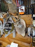 Jackalope Mount 001