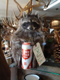 Raccoon Mount 001