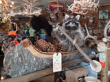 Raccoon Mount 002