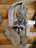 Raccoon Mount 003