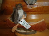 Squirrel Mount 001