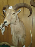 Aoudad Sheep Mount 001