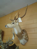 Axis Deer Mount 001
