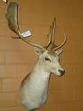 Fallow Deer Mount 001