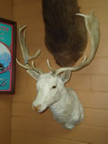 Fallow Deer Mount 002