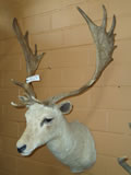 Fallow Deer Mount 003