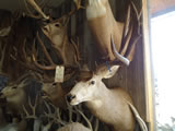 Mule Deer Mount 001
