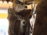Mule Deer Mount 002