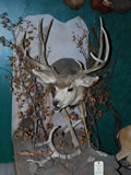 Mule Deer Mount 003
