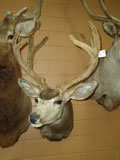 Mule Deer Mount 004