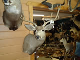 Mule Deer Mount 005