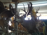 Mule Deer Mount 006