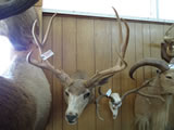 Mule Deer Mount 007