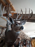 Mule Deer Mount 008