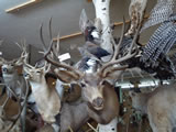Mule Deer Mount 009