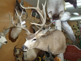 Mule Deer Mount 010