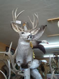 Mule Deer Mount 011