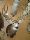 Mule Deer Mount 012