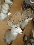 Mule Deer Mount 013