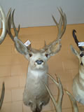 Mule Deer Mount 014