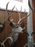 Mule Deer Mount 015